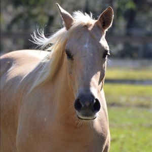 Meet your Posher, Toey